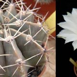 Echinopsis tubiflora ex turbinata JLcoll.1464.jpg